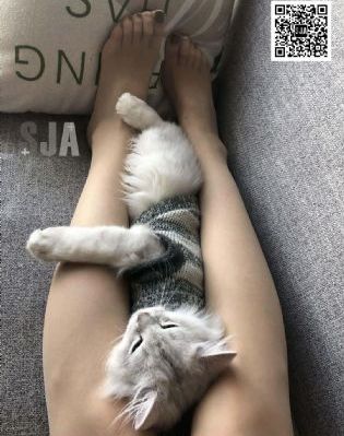 刺客伍六七第5季正片